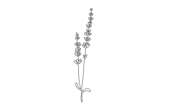 The Delicate Motion of Animated Lavender Flowers Line Drawing